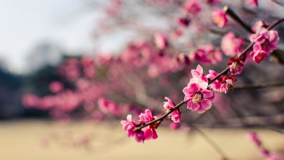 梦幻西游宝宝多少灵够